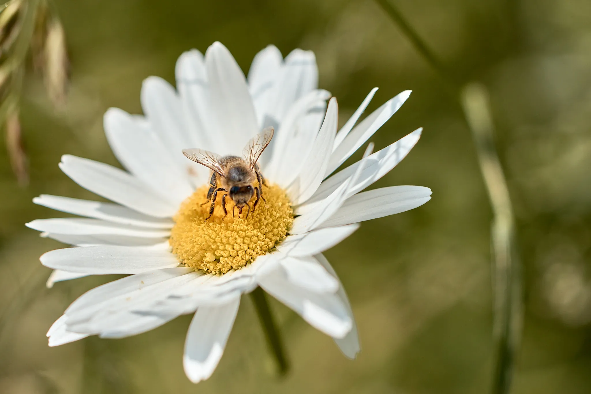 abeille qui butine une fleur du jardin potager principal projet de l'association