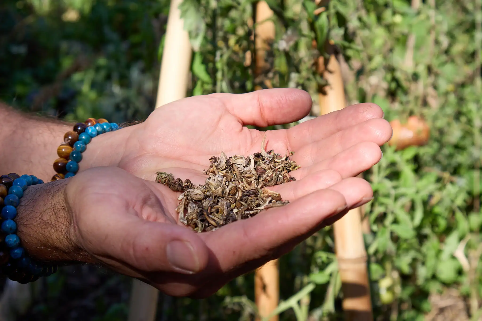 Main avec des graines de calendula
